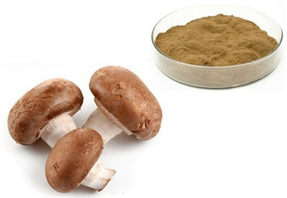 Organic Mushroom Extract 